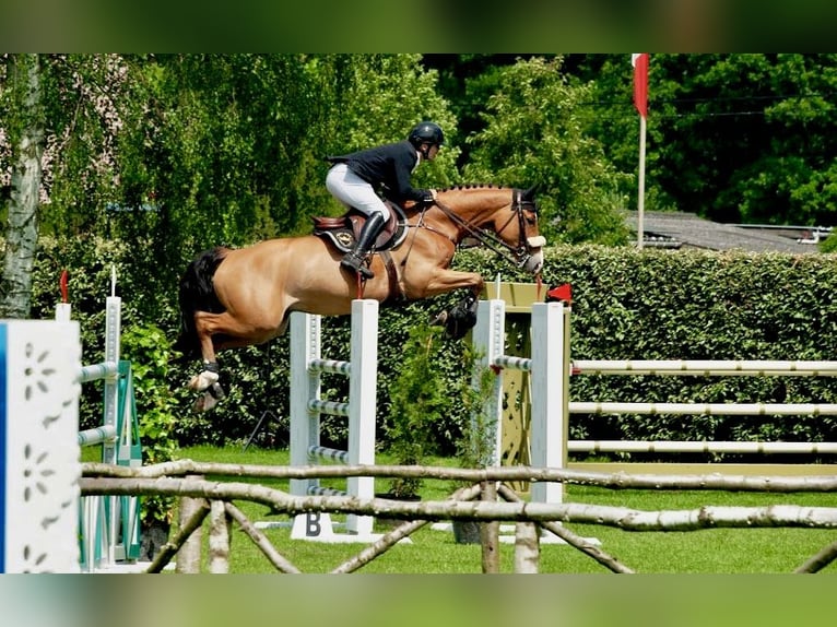 Belgisch Warmbloed Ruin 9 Jaar 167 cm Bruin in Fernelmont