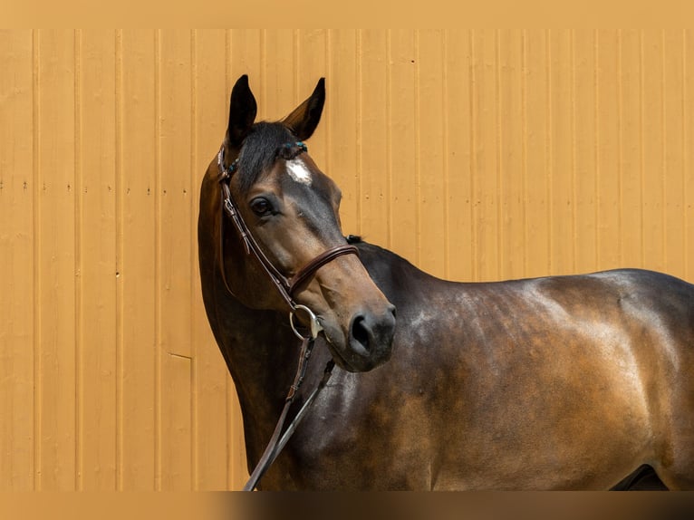 Belgisch Warmbloed Ruin 9 Jaar 168 cm Bruin in Windeck