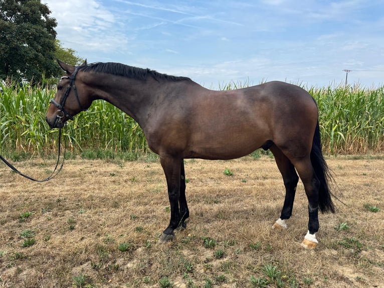 Belgisch Warmbloed Ruin 9 Jaar 168 cm Donkerbruin in Dietenheim Regglisweiler