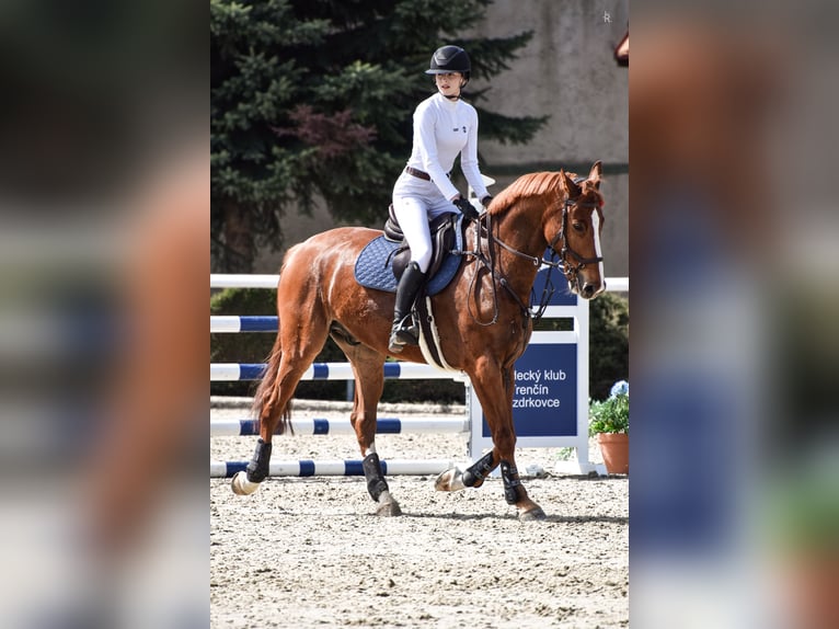 Belgisch Warmbloed Ruin 9 Jaar 168 cm Donkere-vos in Trenčín