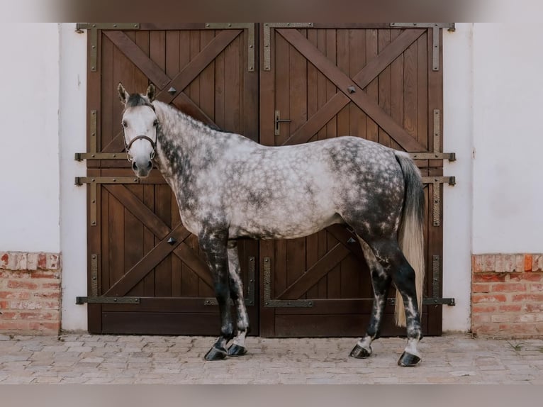 Belgisch Warmbloed Ruin 9 Jaar 168 cm Schimmel in Kórnik