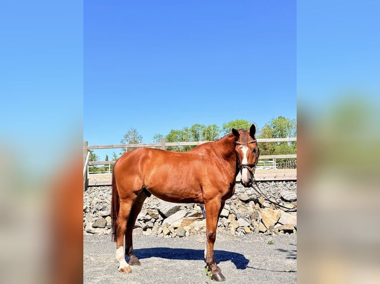 Belgisch Warmbloed Ruin 9 Jaar 168 cm  in Kaulille