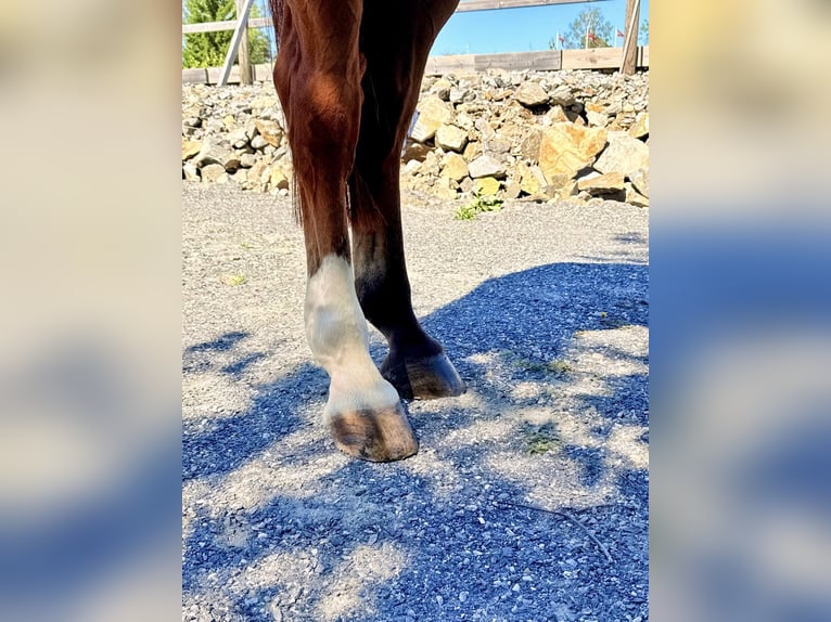 Belgisch Warmbloed Ruin 9 Jaar 168 cm  in Kaulille