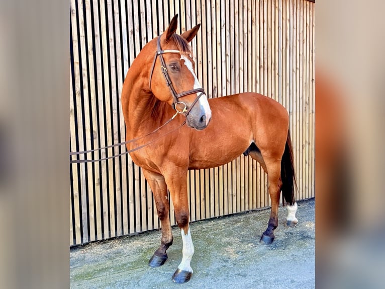 Belgisch Warmbloed Ruin 9 Jaar 168 cm  in Kaulille