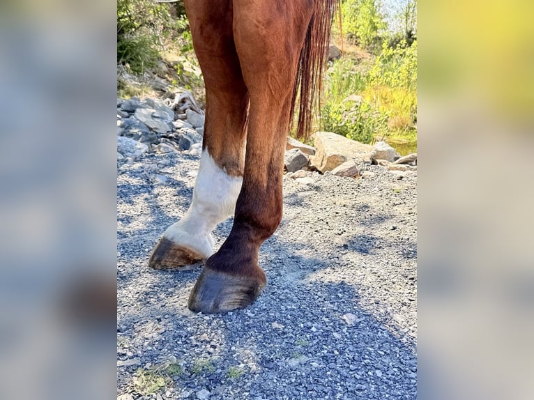 Belgisch Warmbloed Ruin 9 Jaar 168 cm  in Kaulille