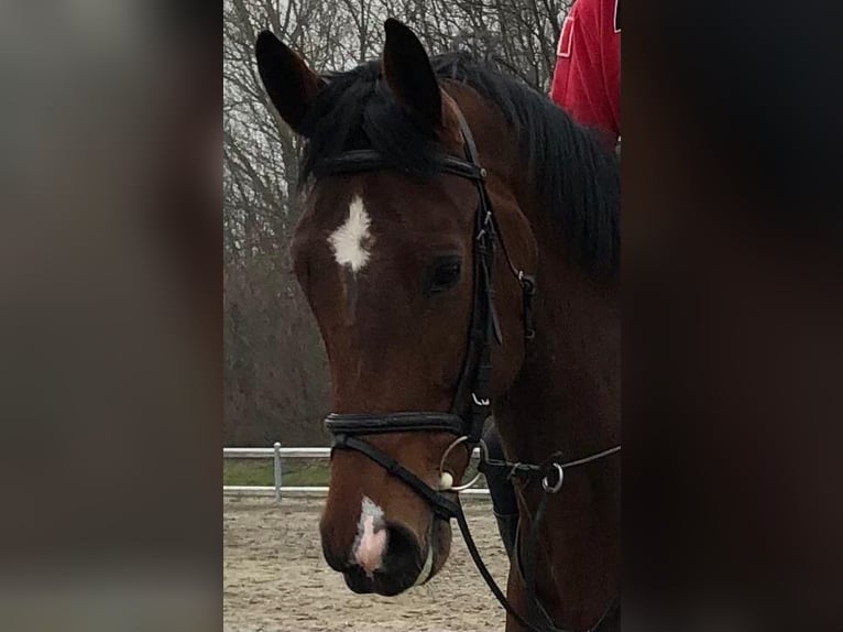 Belgisch Warmbloed Ruin 9 Jaar 170 cm Bruin in Lesmo