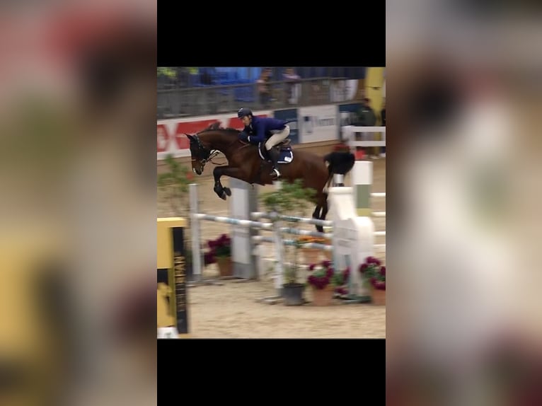 Belgisch Warmbloed Ruin 9 Jaar 170 cm Bruin in Lesmo