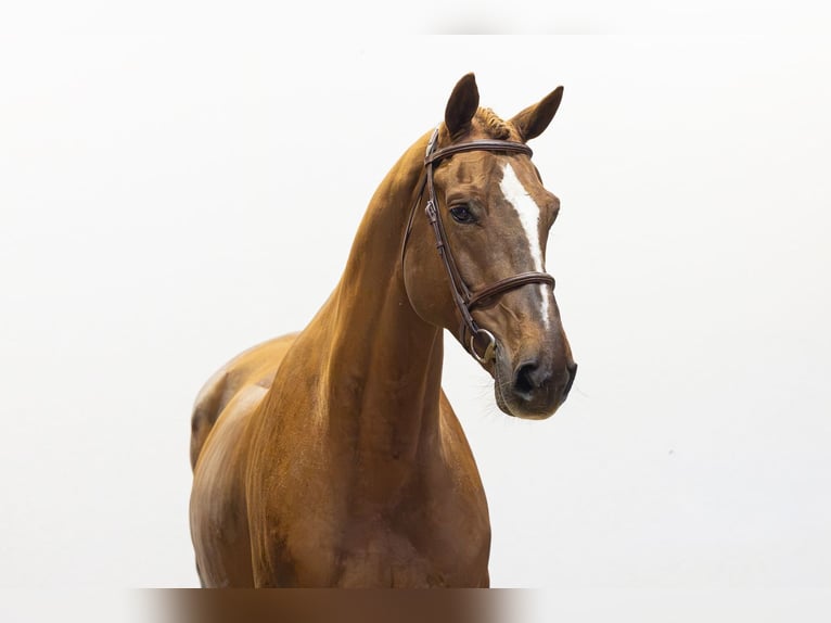 Belgisch Warmbloed Ruin 9 Jaar 171 cm Vos in Waddinxveen