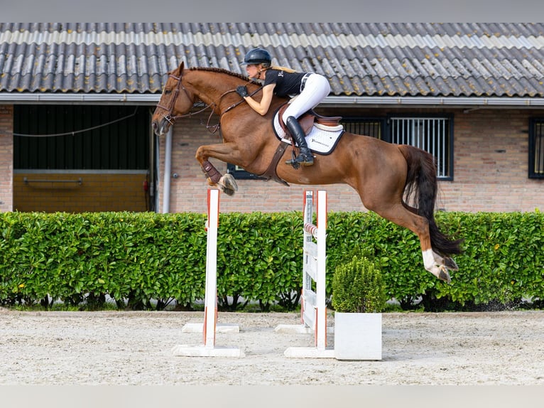 Belgisch Warmbloed Ruin 9 Jaar 171 cm Vos in Waddinxveen