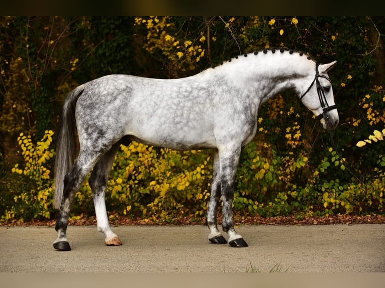 Belgisch Warmbloed Ruin 9 Jaar 172 cm Schimmel in Békésszentandrás