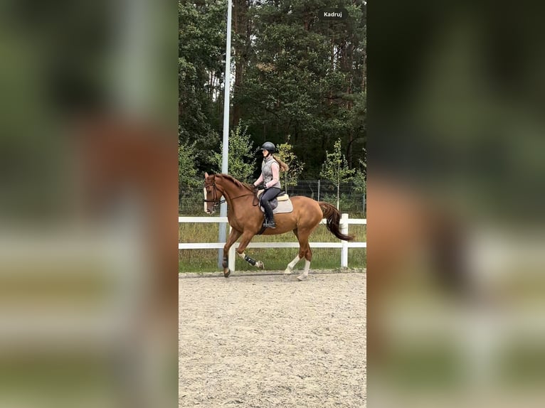 Belgisch Warmbloed Ruin 9 Jaar 172 cm Vos in Mościsko
