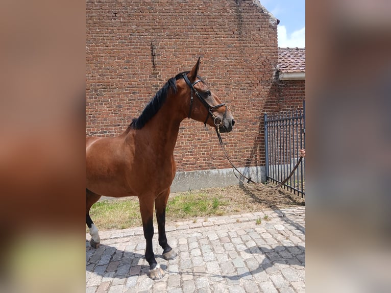 Belgisch Warmbloed Ruin 9 Jaar 173 cm Donkerbruin in Denderwindeke