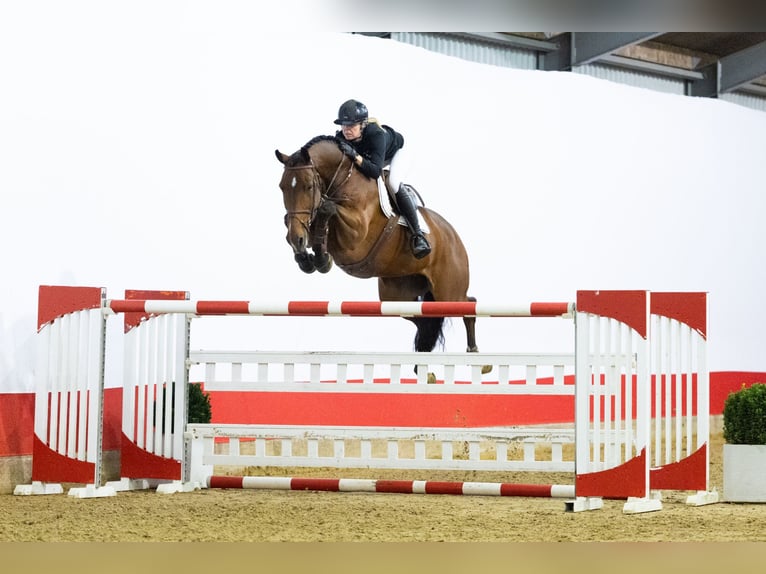Belgisch Warmbloed Ruin 9 Jaar 174 cm Bruin in Waddinxveen