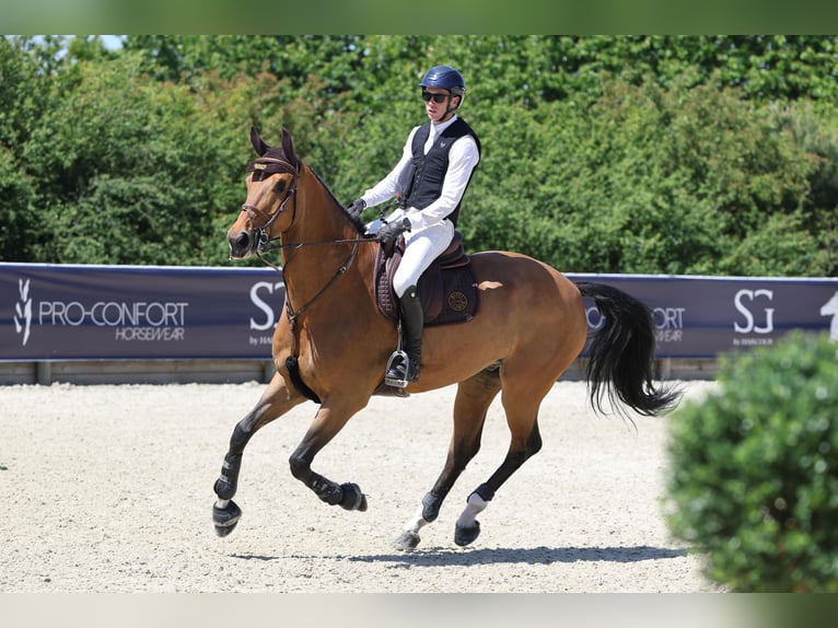 Belgisch Warmbloed Ruin 9 Jaar 175 cm Bruin in Laventie