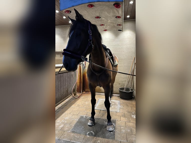 Belgisch Warmbloed Ruin 9 Jaar 179 cm Bruin in Sinaai-Waas