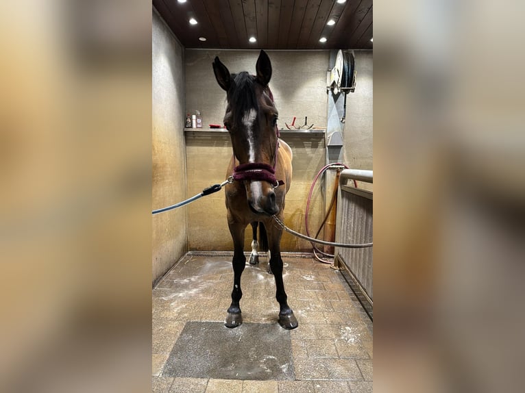 Belgisch Warmbloed Ruin 9 Jaar 179 cm Bruin in Sinaai-Waas