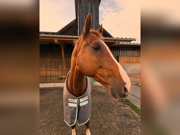 Belgisch Warmbloed Ruin 9 Jaar Vos in Root D4
