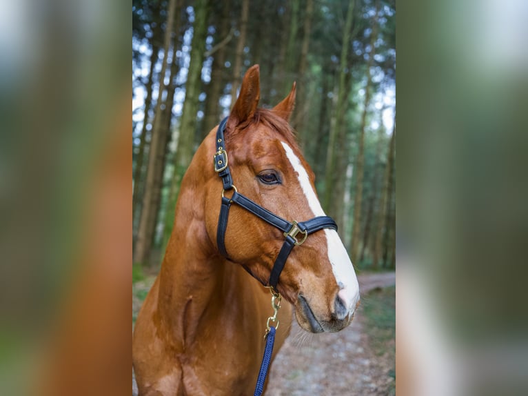 Belgisch Warmbloed Ruin 9 Jaar Vos in Root D4