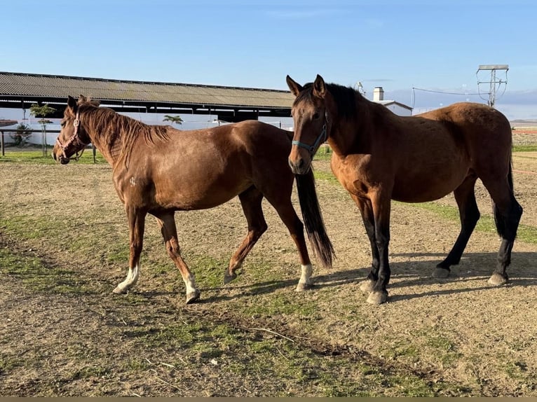 Belgisch Warmbloed Ruin Veulen (01/2026)  in caceres