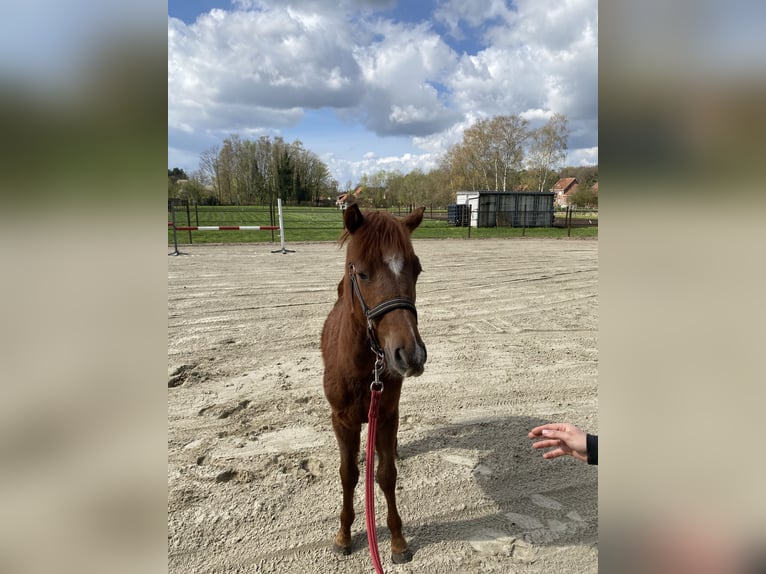 Belgische Rijpony Hengst 1 Jaar 126 cm  in GROTE-BROGEL