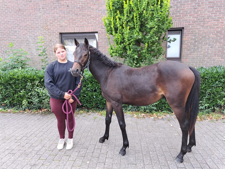 Belgische Rijpony Hengst 1 Jaar 148 cm Donkerbruin in Nederhasselt