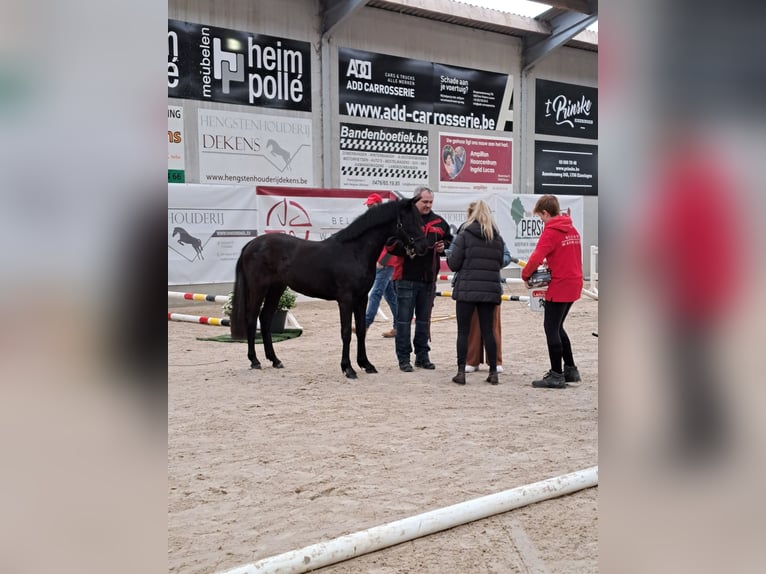 Belgische Rijpony Hengst 1 Jaar 148 cm Donkerbruin in Nederhasselt Belgische Rijpony Hengst 1 Jaar 148 cm Donkerbruin in Nederhasselt