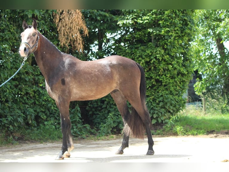 Belgische Rijpony Hengst 2 Jaar 148 cm in GROTE-BROGEL