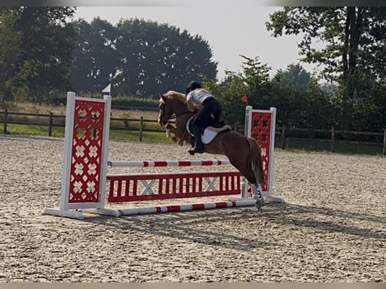 Belgische Rijpony Hengst 3 Jaar 126 cm Vos in GROTE-BROGEL