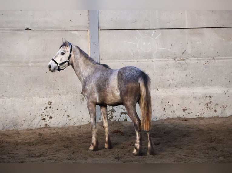 Belgische Rijpony Hengst 3 Jaar 142 cm Schimmel in Agimont