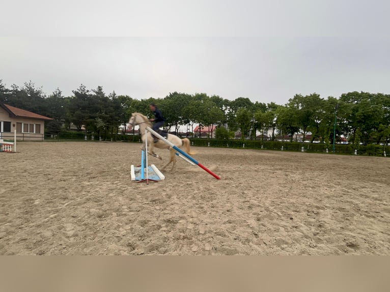Belgische Rijpony Hengst 4 Jaar 155 cm Perlino in Măgurele