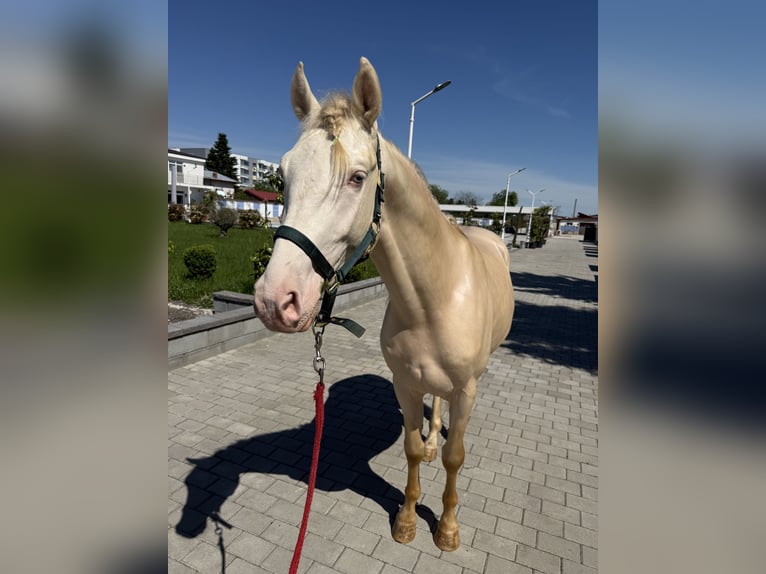 Belgische Rijpony Hengst 4 Jaar 155 cm Perlino in Măgurele