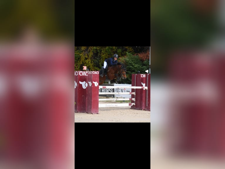 Belgische Rijpony Hengst 8 Jaar 148 cm Bruin in Saint-Jean-de-Védas