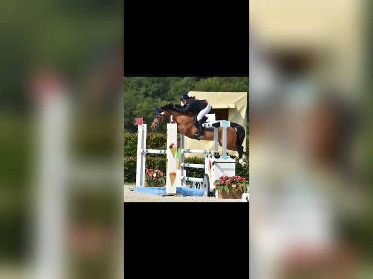 Belgische Rijpony Hengst 8 Jaar 148 cm Bruin in Saint-Jean-de-Védas