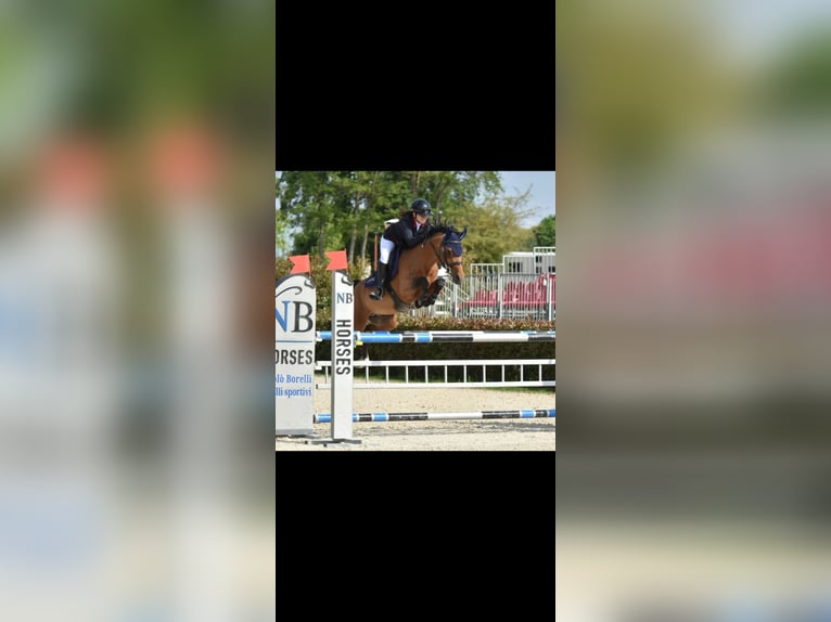 Belgische Rijpony Hengst 8 Jaar 148 cm Bruin in Saint-Jean-de-Védas