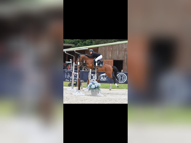 Belgische Rijpony Hengst 8 Jaar 148 cm Bruin in Saint-Jean-de-Védas