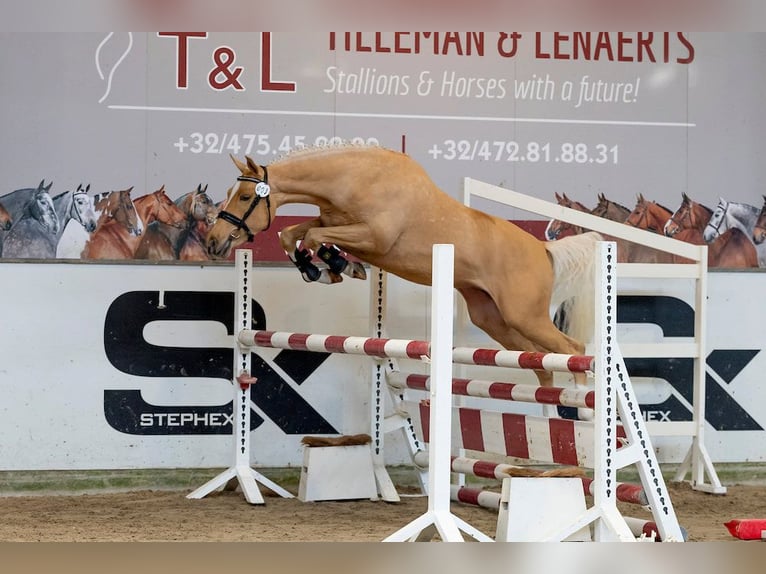 Belgische Rijpony Hengst Palomino in Lotenhulle