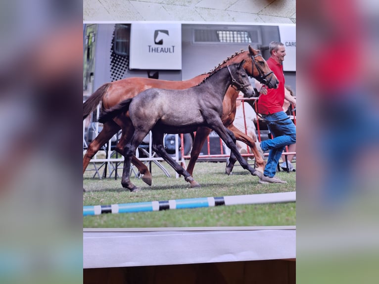 Belgische Rijpony Hengst veulen (05/2024) 145 cm Blauwschimmel in Zarren