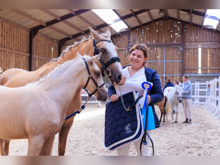 Belgische Rijpony Hengst veulen (04/2024) 147 cm Palomino in Anderlues