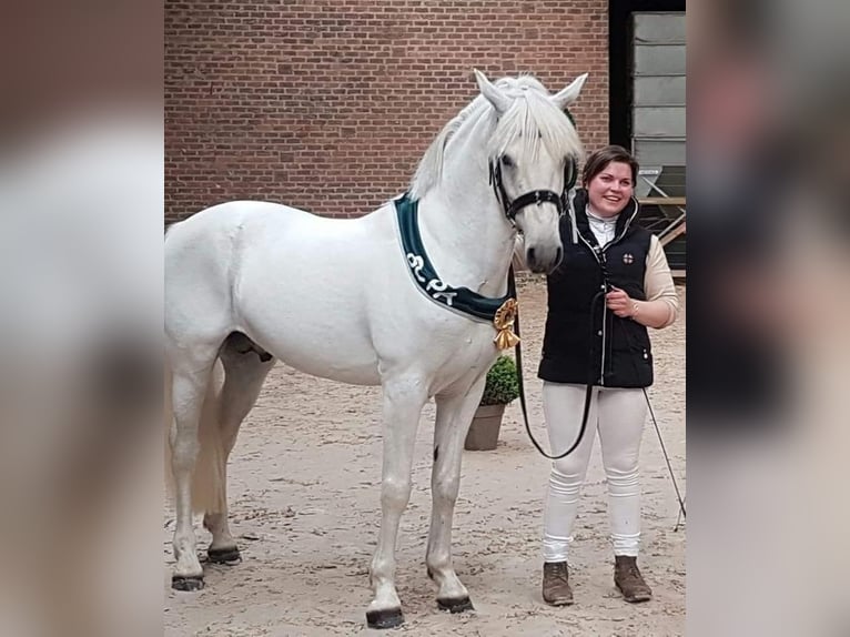 Belgische Rijpony Hengst veulen (04/2024) 147 cm Palomino in Anderlues