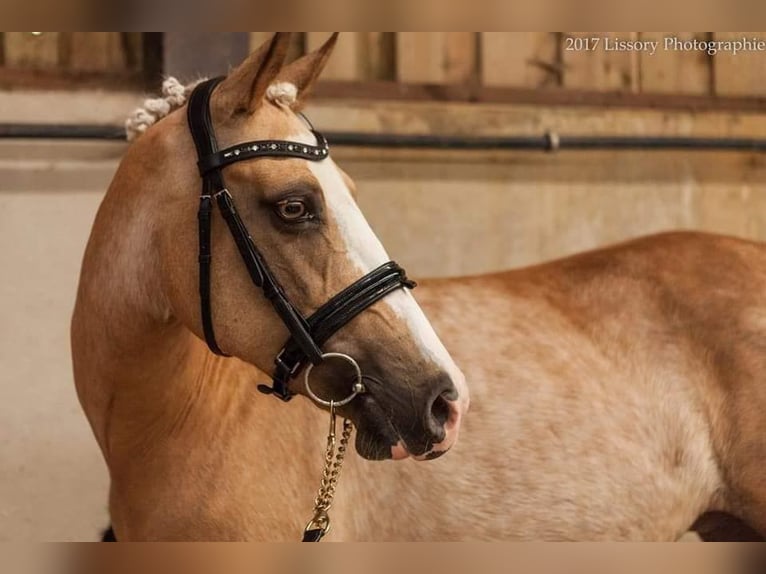 Belgische Rijpony Hengst veulen (04/2024) 147 cm Palomino in Anderlues