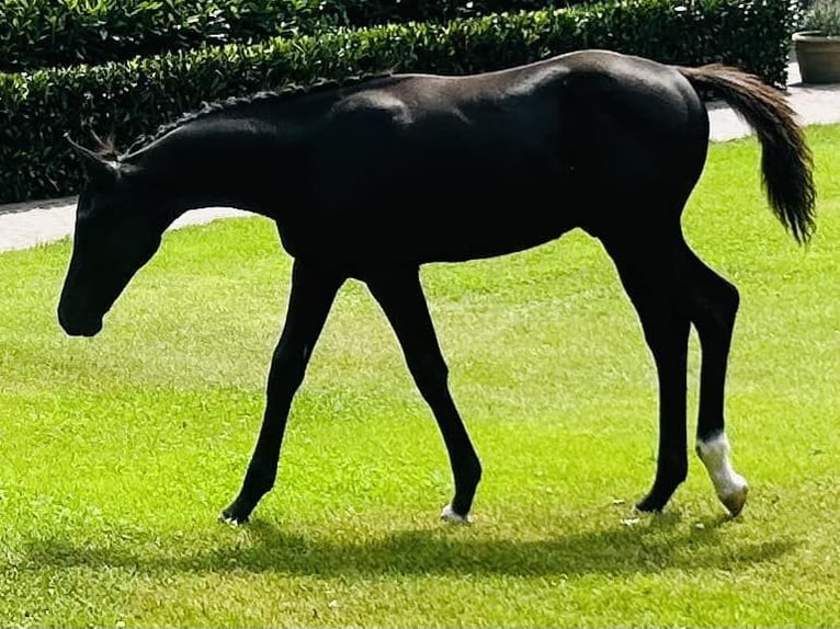 Belgische Rijpony Hengst veulen (04/2024) 148 cm Zwart in peer