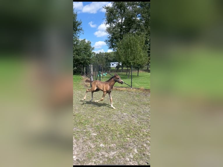 Belgische Rijpony Hengst veulen (06/2024) 148 cm Zwartbruin in Mol