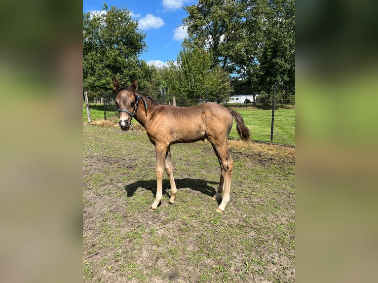 Belgische Rijpony Hengst veulen (06/2024) 148 cm Zwartbruin in Mol