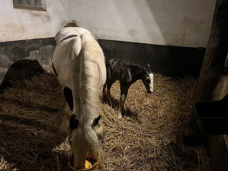 Belgische Rijpony Hengst Veulen (04/2026) Zwart in Kleve