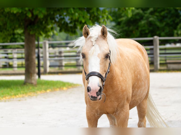 Belgische Rijpony Merrie 10 Jaar 134 cm Palomino in Reutte
