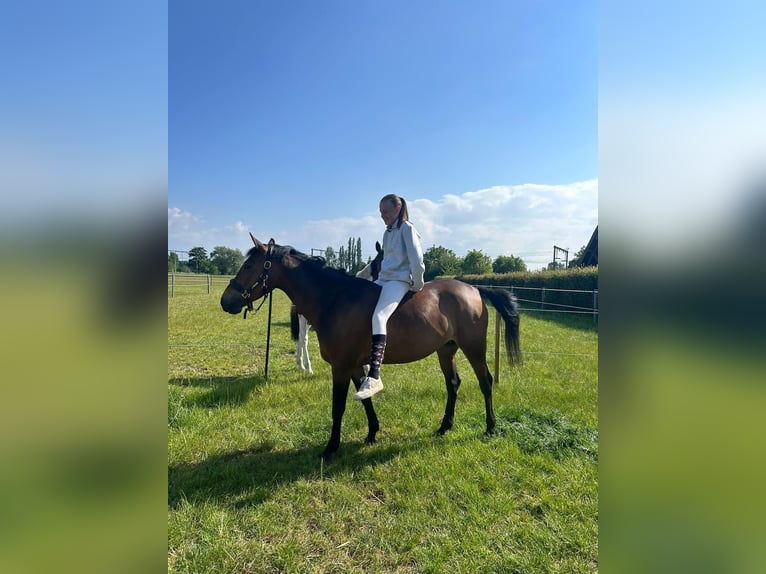 Belgische Rijpony Merrie 10 Jaar 146 cm Bruin in Berlaar