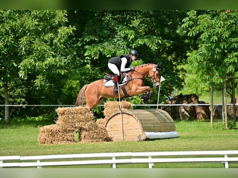 Belgische Rijpony Merrie 10 Jaar 146 cm Vos in Ilsfeld