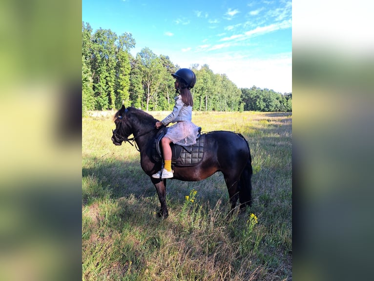 Belgische Rijpony Mix Merrie 11 Jaar 120 cm Zwart in Dessel