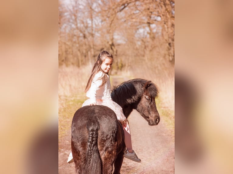 Belgische Rijpony Mix Merrie 11 Jaar 120 cm Zwart in Dessel