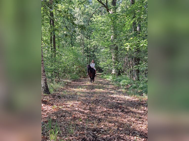 Belgische Rijpony Mix Merrie 11 Jaar 120 cm Zwart in Dessel